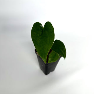 anthurium prince of darkness Anthurium 'Ace of Spades'/papillilaminum x 'Prince of Darkness'