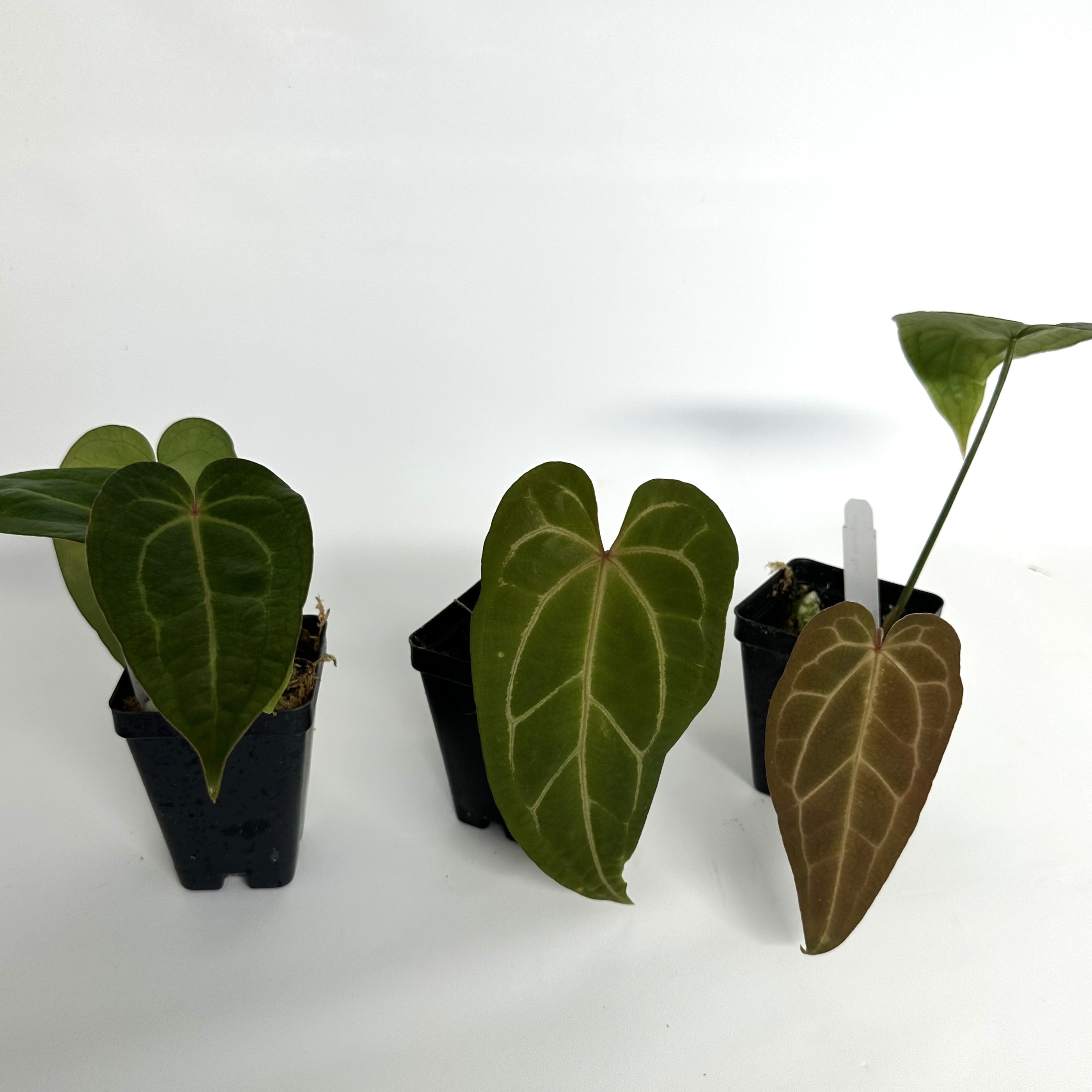anthurium bleu Anthurium 'Blue Velvet' x 'Ace of Spades' – Steve's Leaves