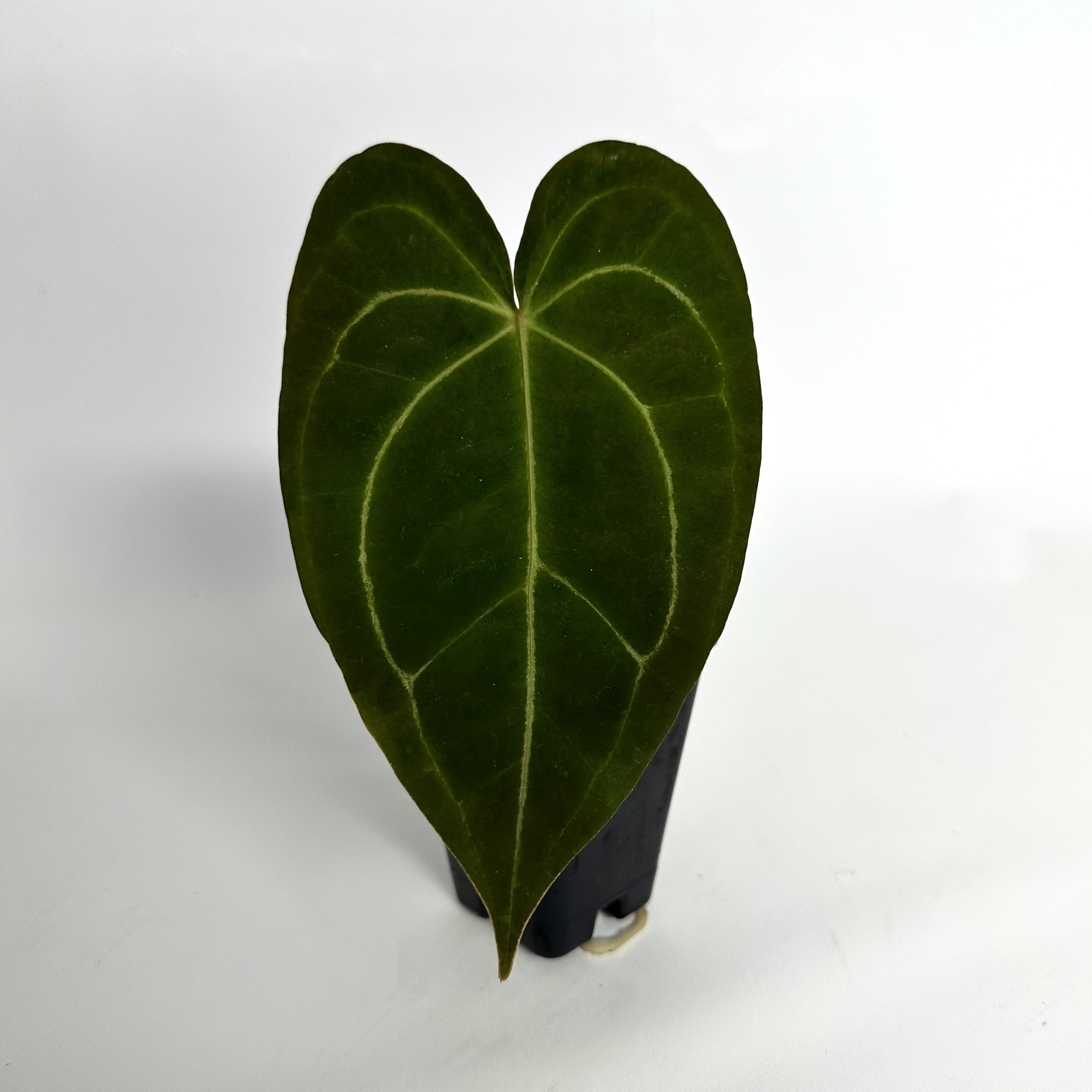 anthurium dresleri Anthurium forgetii/'Ace of Spades' x 'Blue Velvet'