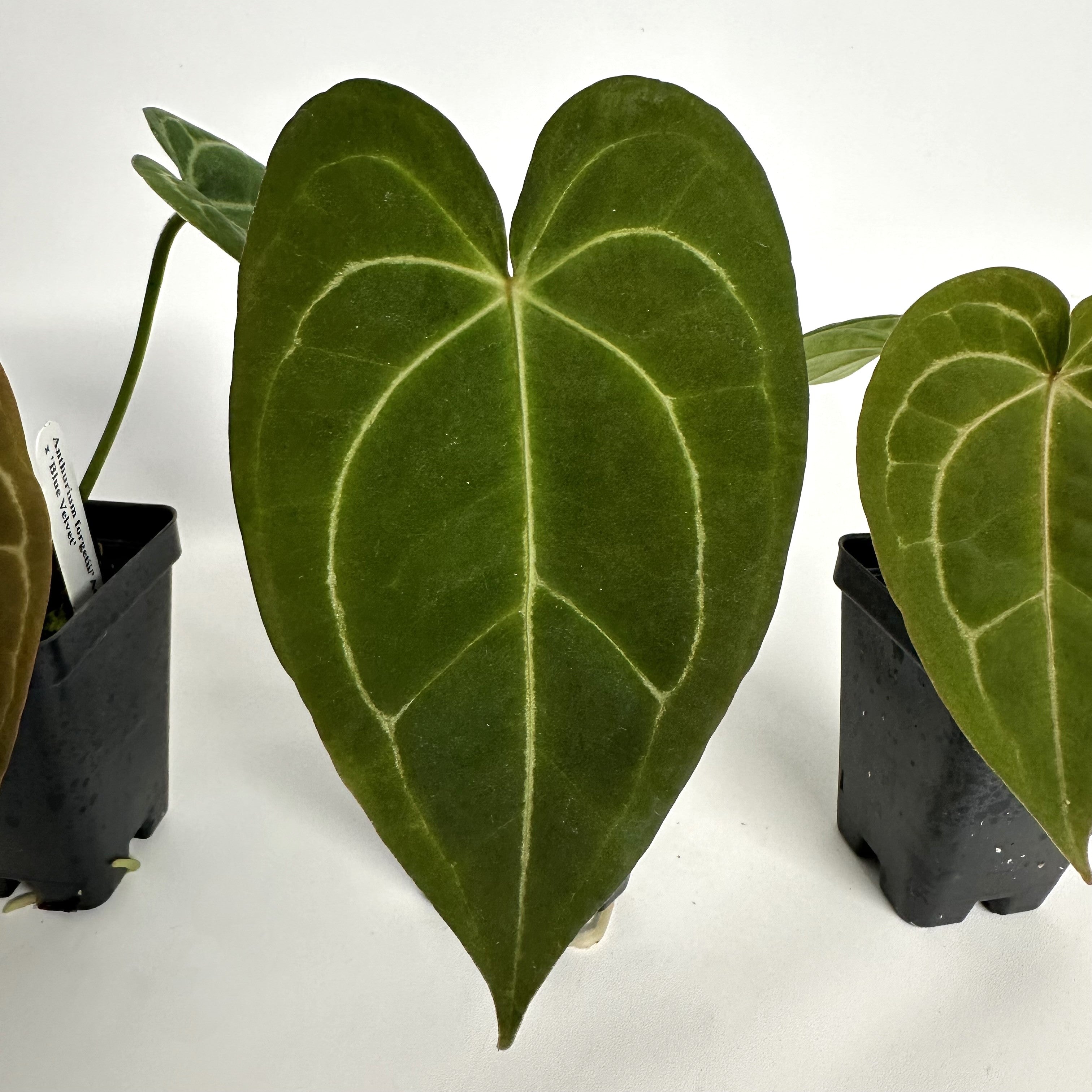 blue velvet anthurium Anthurium forgetii/'Ace of Spades' x 'Blue Velvet'