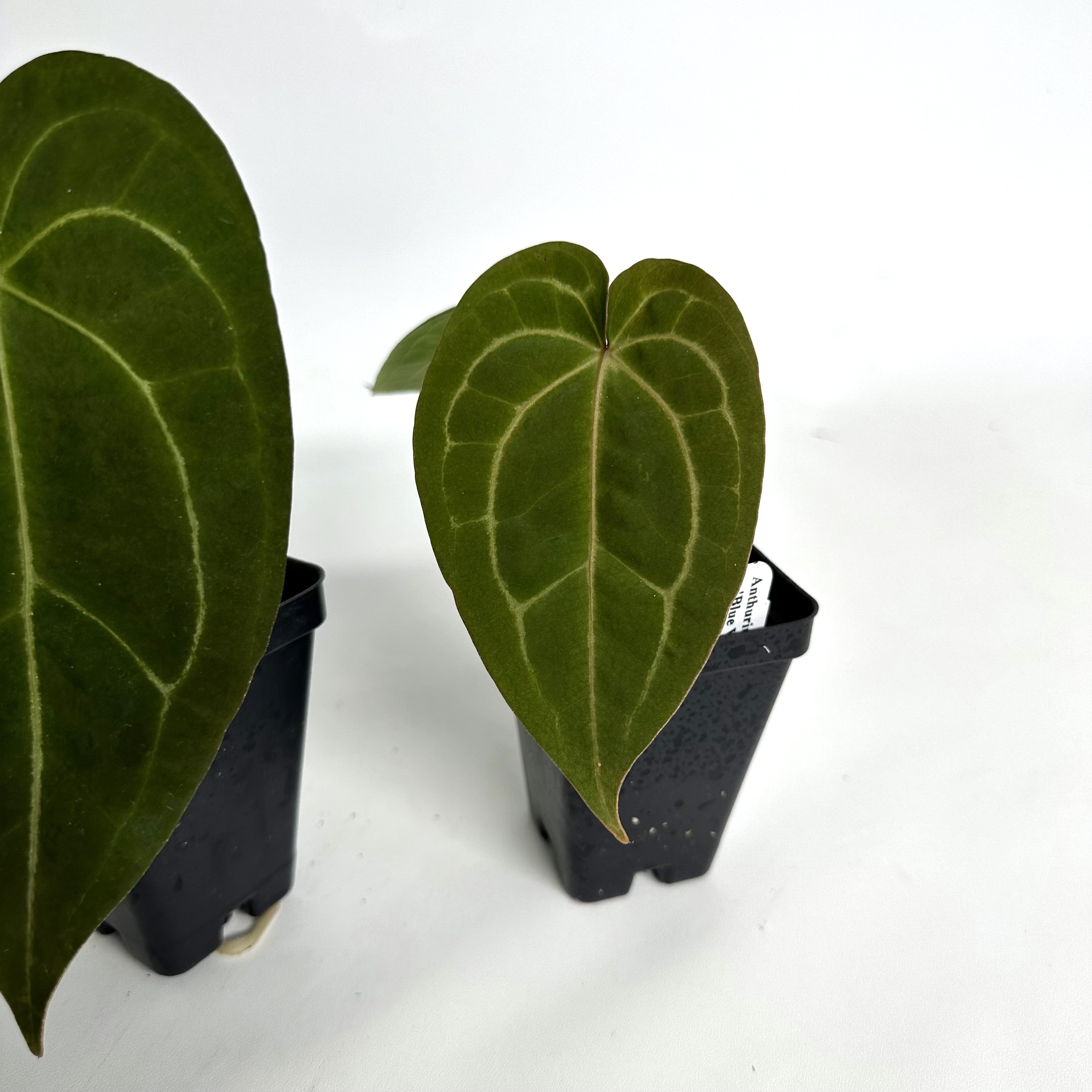 anthurium forgetti Anthurium forgetii/'Ace of Spades' x 'Blue Velvet' – Steve's Leaves