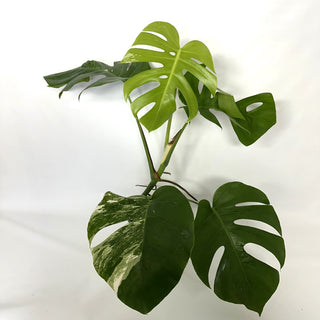 Monstera deliciosa var. borsigiana albo-variegata [#1139]