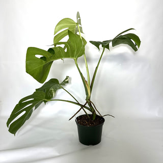 Monstera deliciosa var. borsigiana albo-variegata [#1139]