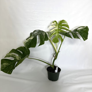 Monstera deliciosa var. borsigiana albo-variegata [#1140]