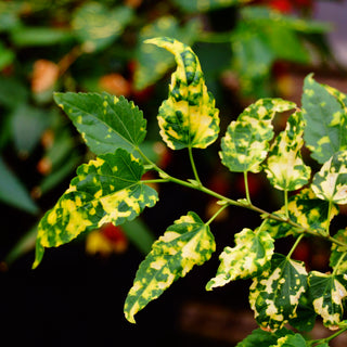 Abutilon megapotamicum 'Variegatum' - 6" Hanging Basket