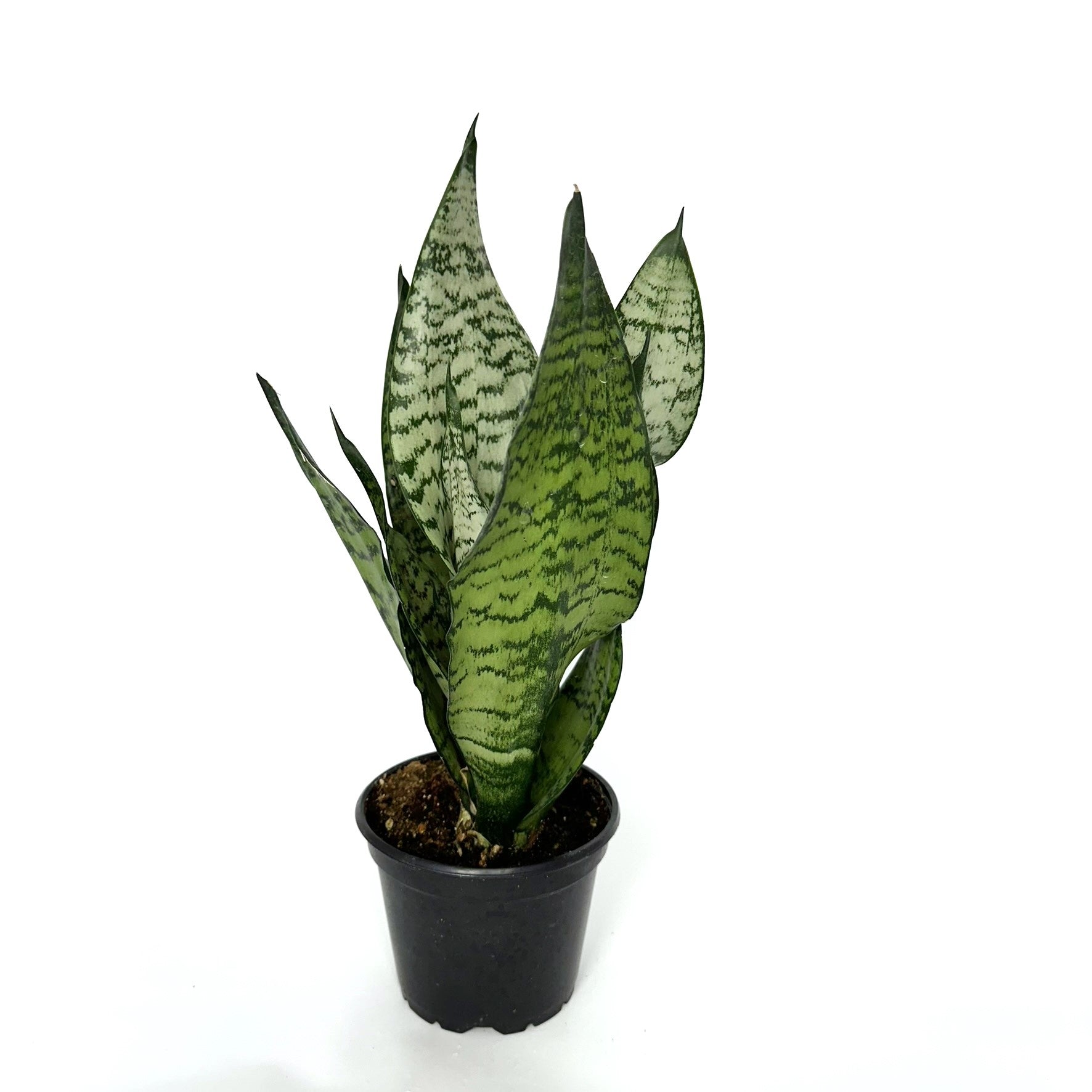 sansevieria eve Sansevieria trifasciata