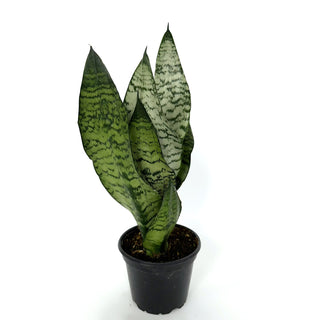 Sansevieria trifasciata - 5.5" Pot