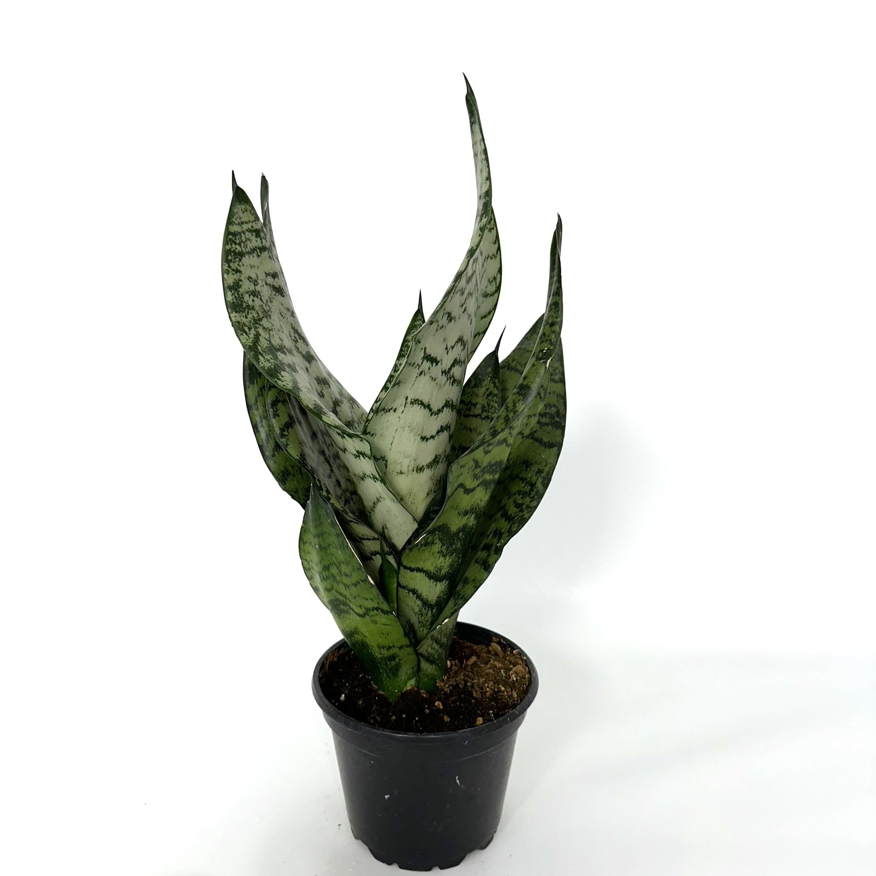sansevieria trifasciata enana Sansevieria trifasciata