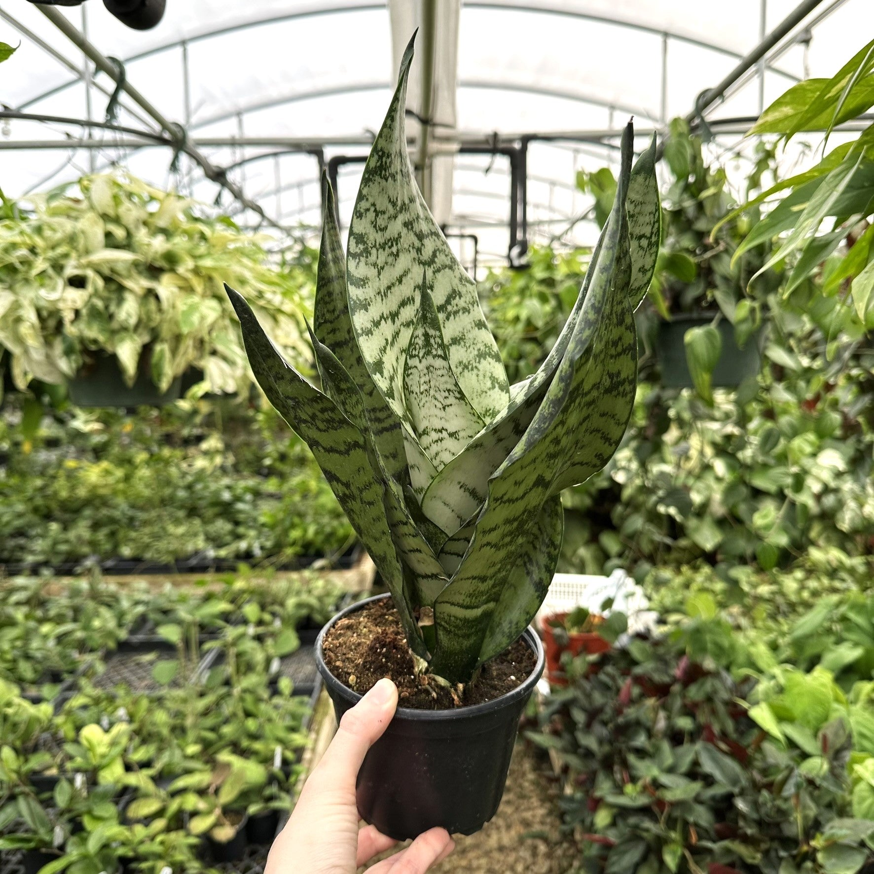 sansevieria trifasciata price Sansevieria trifasciata