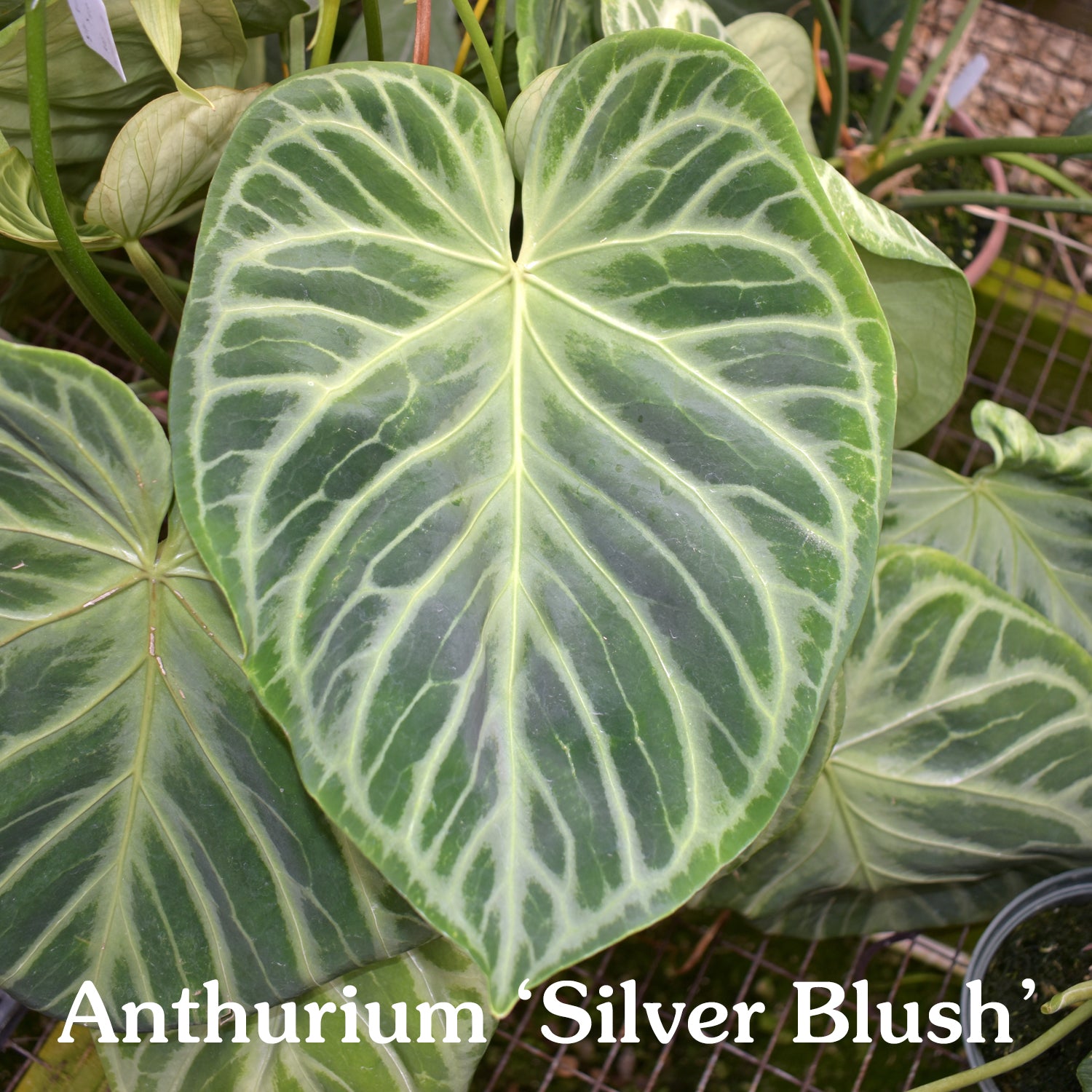 Anthurium forgetii/'Ace of Spades' x 'Silver Blush'