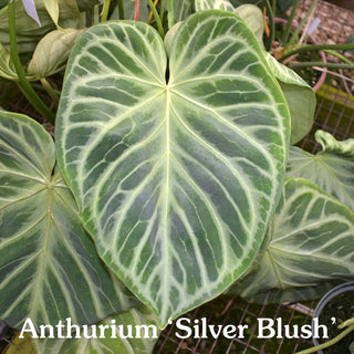 Anthurium 'Silver Blush' x forgetii/'Ace of Spades'