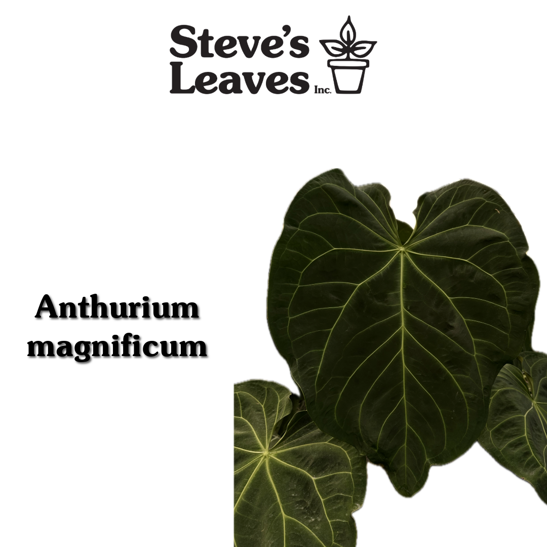 germinating anthurium seeds Anthurium magnificum x self