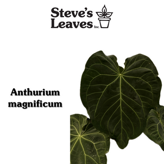 Anthurium magnificum x self - Seed Pack