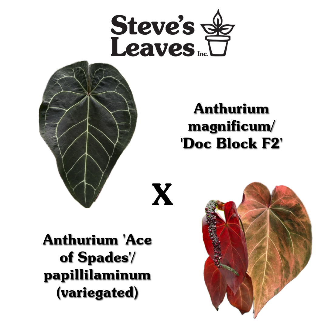 anthurium magnificum x papillilaminum Anthurium magnificum/'Doc Block F2' x Variegated ('Ace of Spades'/papi – Steve's Leaves