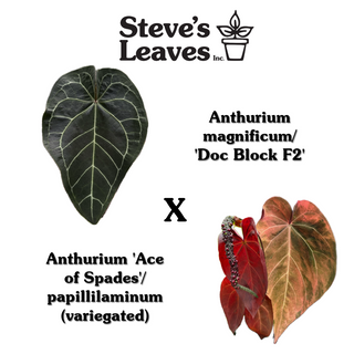 Anthurium magnificum/'Doc Block F2' x Variegated ('Ace of Spades'/papillilaminum) - Seed Pack