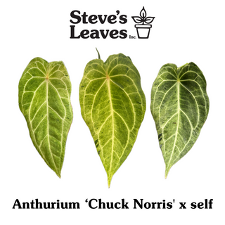 Anthurium 'Chuck Norris' x self - One Seed Per Pack