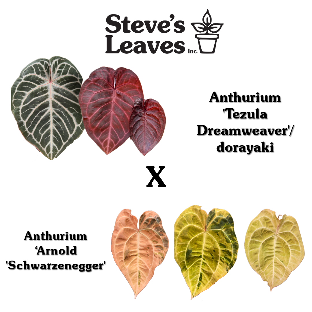 Anthurium Tezula Dreamweaver x Arnold Schwarzenegger Seeds Anthurium Tezula Dreamweaver x Arnold Schwarzenegger Seeds