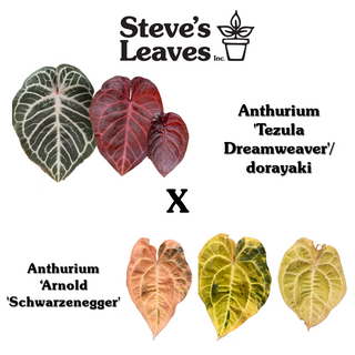 Anthurium 'Tezula Dreamweaver'/dorayaki x 'Arnold Schwarzenegger' - Seed Pack