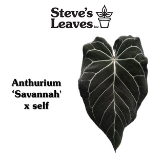 Anthurium 'Savannah' x self - Seed Pack