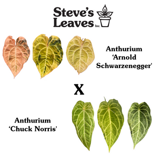 Anthurium 'Arnold Schwarzenegger' x 'Chuck Norris' - One Seed Per Pack