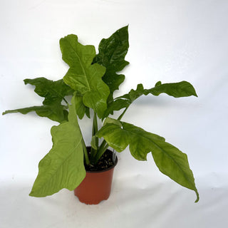 Z-2187 - Syngonium steyermarkii