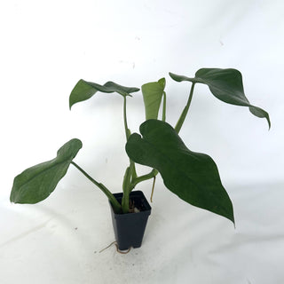 Syngonium chiapense - 3.5" Pot (reverted variegated)