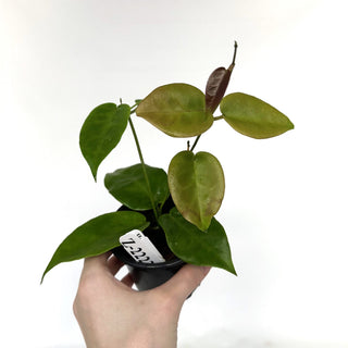 Z-2223 - Hoya macrantha