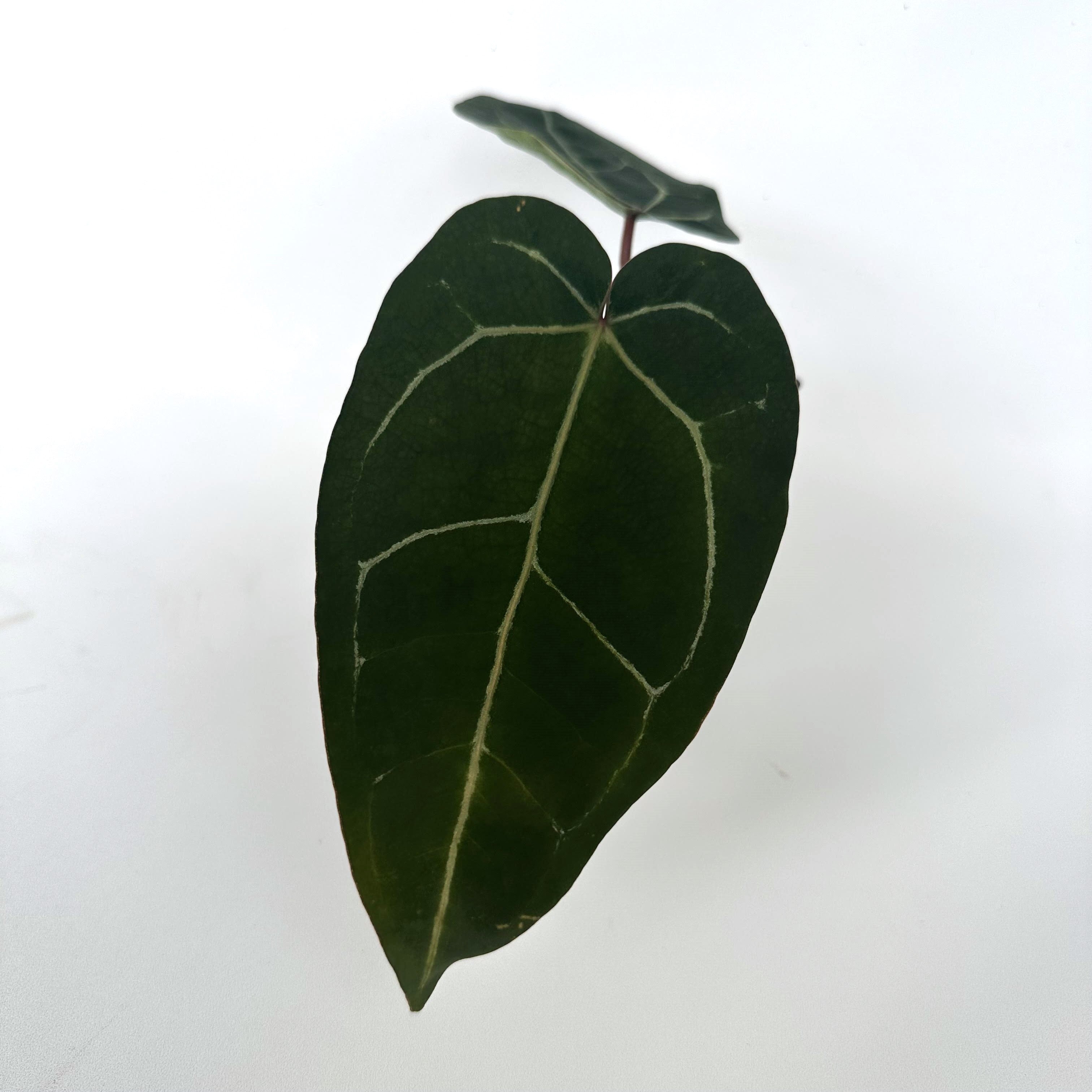 anthurium big leaf Anthurium 'Big Bertha' x unknown – Steve's Leaves