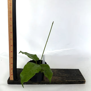 Z-2217 - Hoya ‘Kaimuki’ **NEW Release**