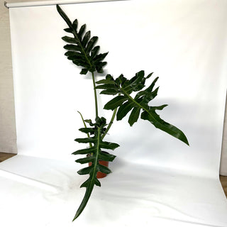 Z-2263 - Philodendron 'Bob Cee’ - XL Pot