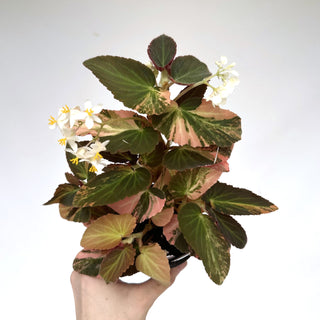 Begonia ‘Withlacoochee’ (Variegated) [#897]