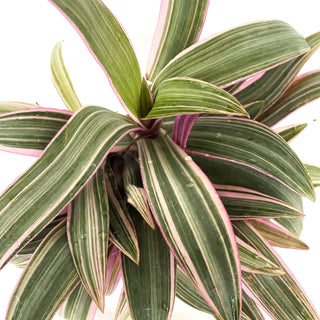 Tradescantia spathacea 'Tricolor'