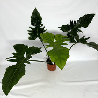 Z-2231 - Philodendron 'Green Dragon'