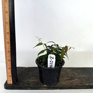Z-2196 - Hoya leucantha **NEW Release**