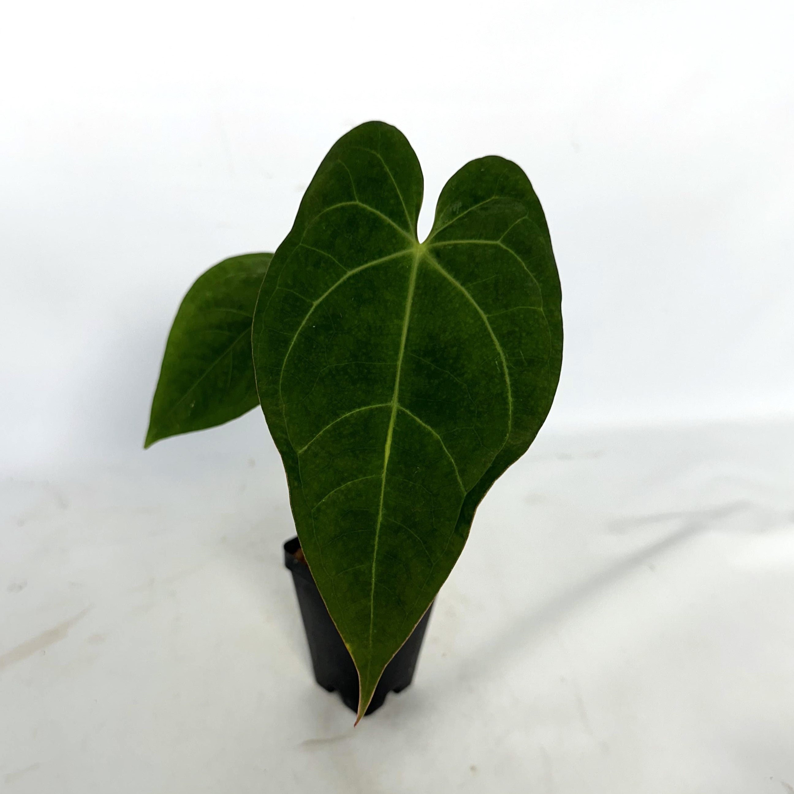anthurium macdougalii Anthurium magnificum x papillilaminum
