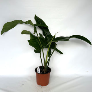 Z-2294 - Philodendron 'Jerry Horne'