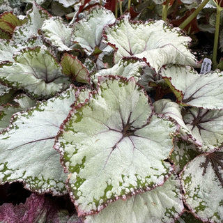 Begonia 'Blueberry Sorbet'