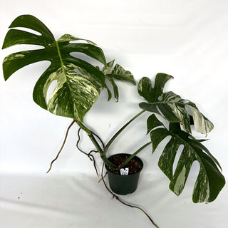 Z-2206 - Monstera deliciosa var. borsigiana albo-variegata