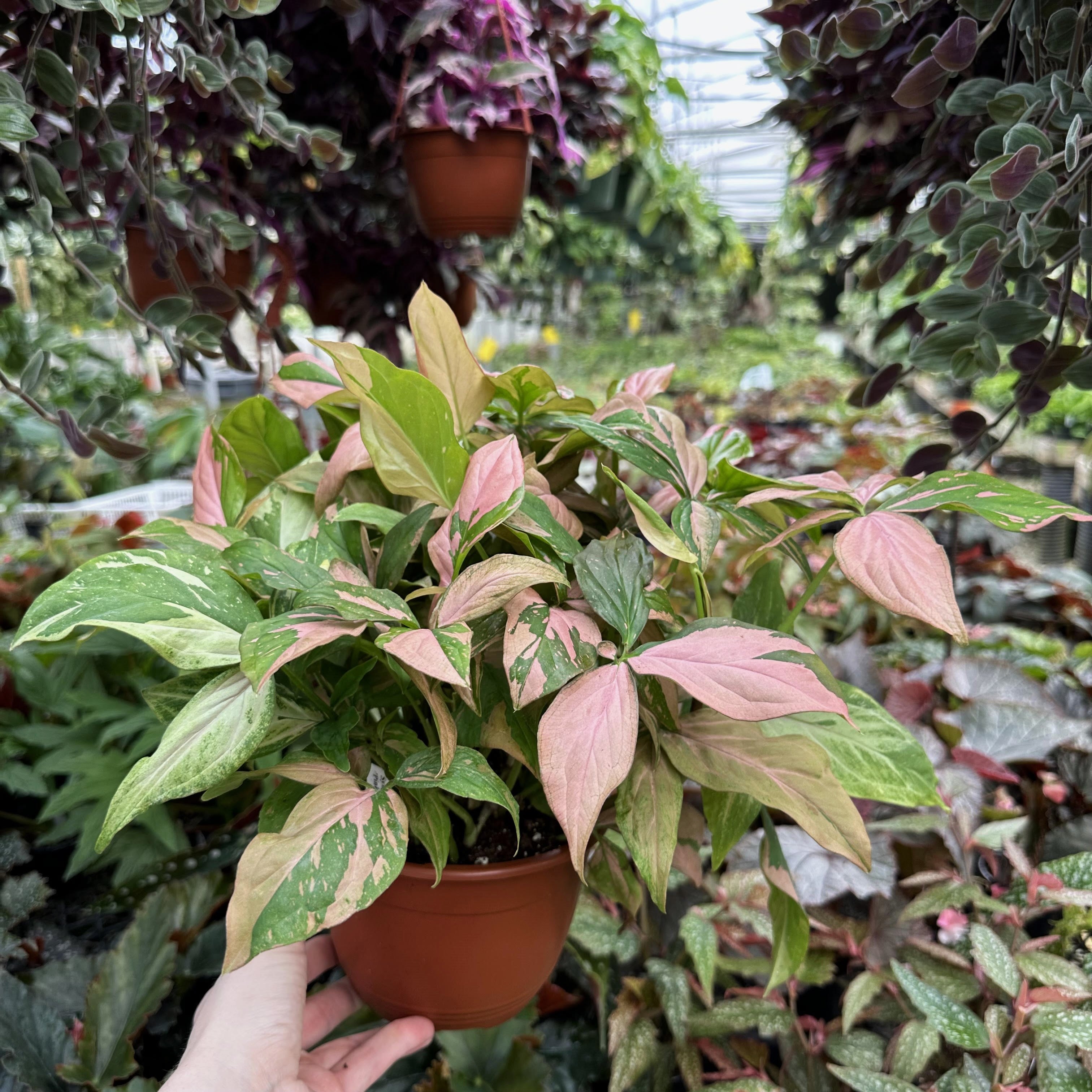 pink hanging plant Syngonium podophyllum 'Pink Splash'