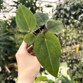 Anthurium 'Doc Block F2' x 'Ace of Spades'/papillilaminum