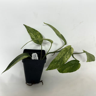 Epipremnum pinnatum "Cebu Mint"