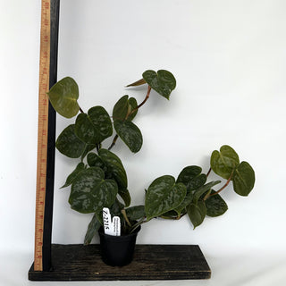 Z-2215 - Philodendron aff. brandtianum (Shingling Form)