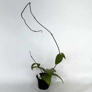 Z-2200 - Hoya vitellina