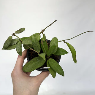 Z-2224 - Hoya 'Silver Lady'