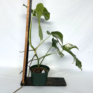Z-2209 - Monstera deliciosa var. borsigiana albo-variegata
