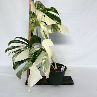 Z-2204 - Monstera deliciosa var. borsigiana albo-variegata