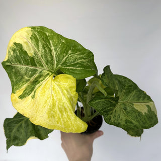 Z-2212 - Syngonium podophyllum "Orm Thong"