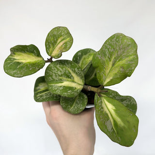 Z-2226 - Hoya obovata variegata (Splash)