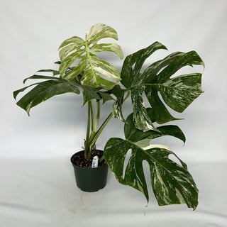 Z-2269 - Monstera deliciosa var. borsigiana albo-variegata