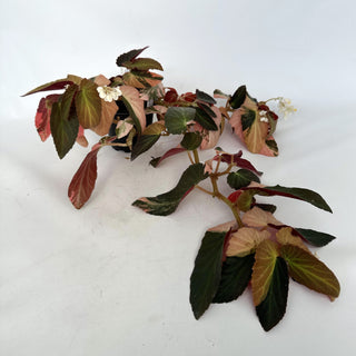 Z-2211 - Begonia ‘Withlacoochee’ (Variegated)